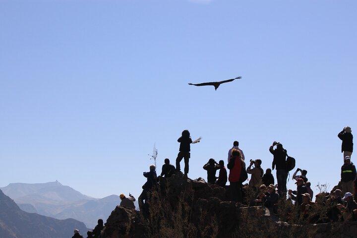 2 Day Colca Canyon, Vicuna Reserve and Condors from Arequipa