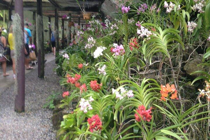 Half Day Nadi Tour incls Sri Siva Temple, Orchid Gardens,Local Village & Markets