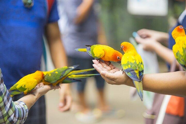 Colorful Species Of Birds