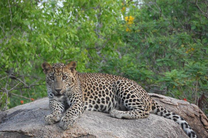 Yala National Park Special Leopard Safari Tour