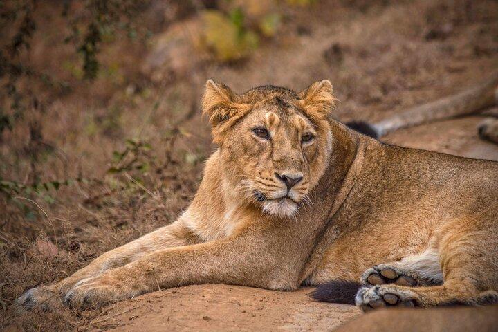 Temple & Lion Safari Tour from Rajkot in Gujarat