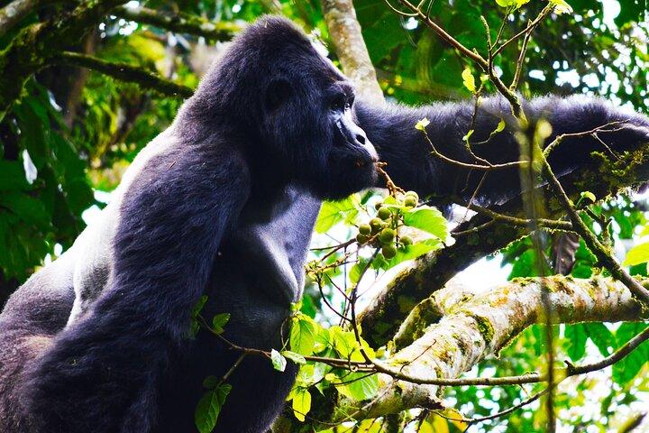 4 Days Gorilla tracking Tour in Uganda