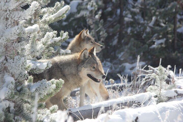 Yellowstone Winter Wolf & Wildlife Tour from Gardiner, MT