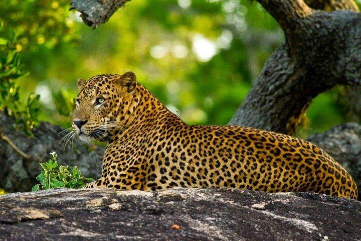 2 Day Private Tour of Yala wild Safari & Galle Sightseeing - All Inclusive