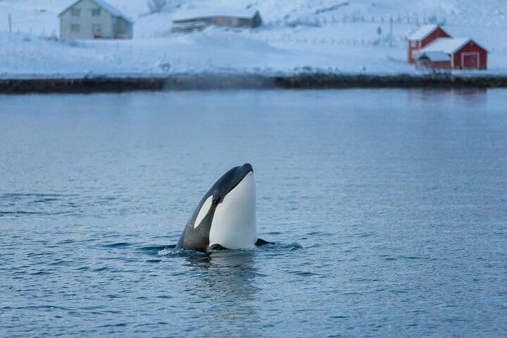 Whale & Arctic Wildlife Safari