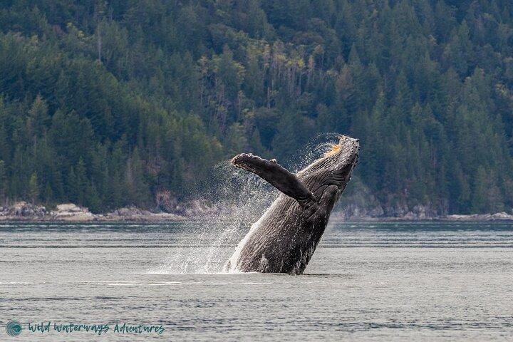 Full Day Whale Watching Campbell River