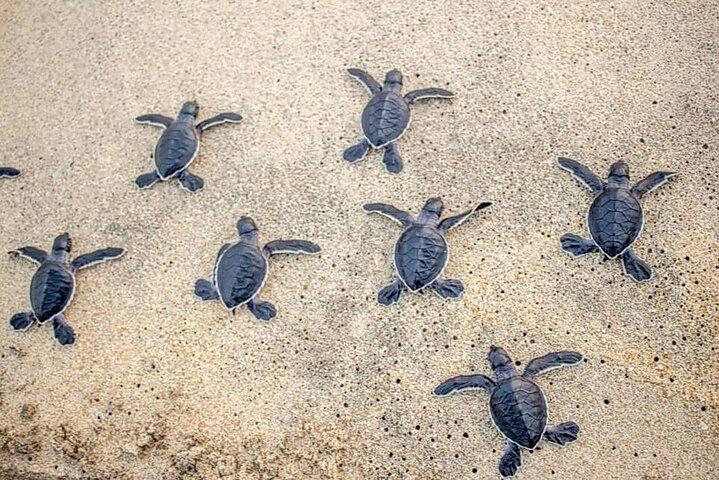 Turtle Release Playa Blanca