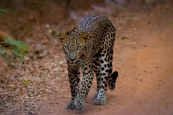 Leopard Safari In Yala National Park with an Experienced Guide