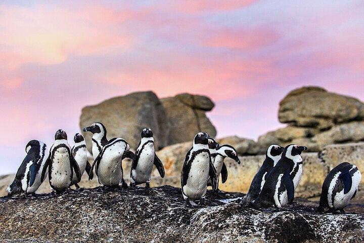 Cape Town Private Group Tour to Cape of Good Hope and Boulders Penguins Colony