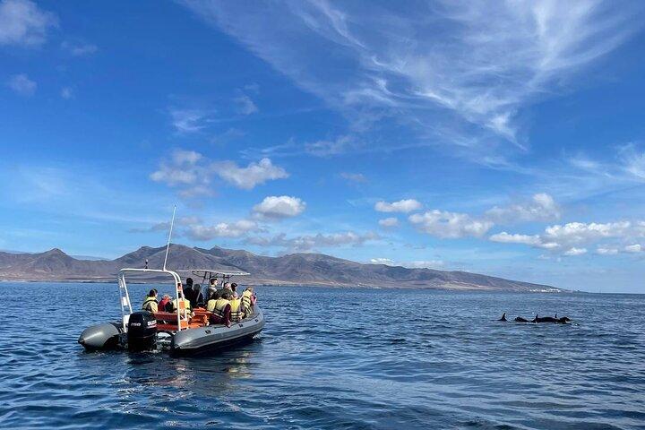 1.5-Hour Dolphin and Whale Watching Tour