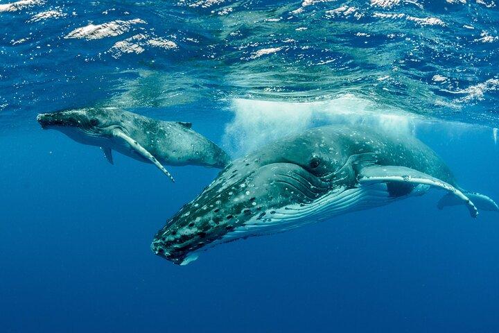 Swimming with Whales in Moorea (Half Day tour) 
