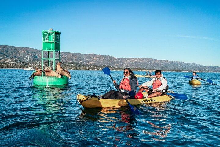 Guided Kayak Wildlife Tour in the Santa Barbara Harbor