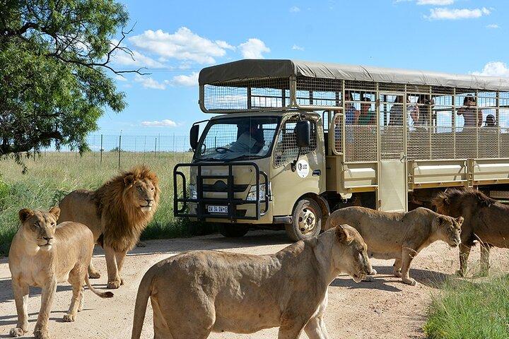 Lion & Safari Park