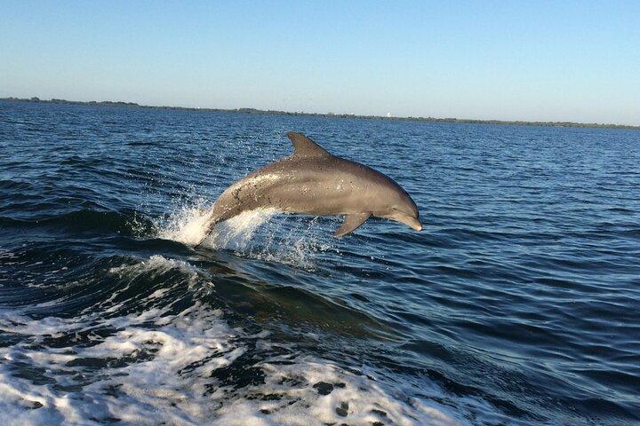 Dolphin Watching Nature Cruise and Eco Tour from Hubbard's Marina in John's Pass