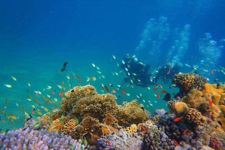 Full-Day Private Scuba Diving Experience in Marsa Alam