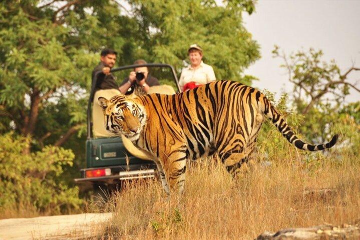 3-Hour private Safari in Ranthambore Tiger Reserve