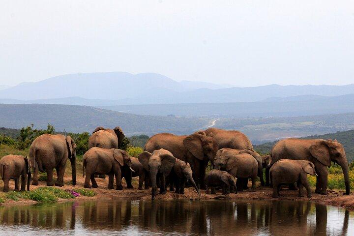 Addo Elephant Full Day Safari with a Traditional South African Braai (BBQ) Lunch