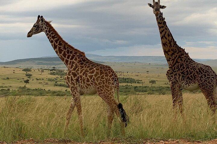 The Great Masai Mara Safari - 4 Days