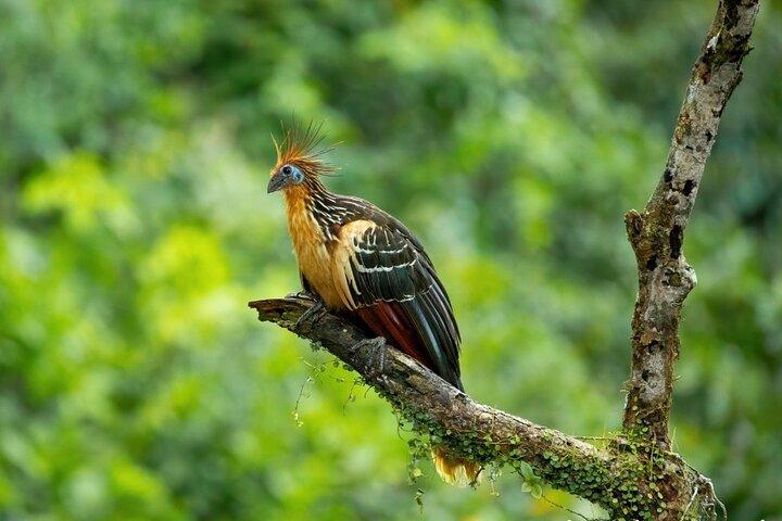 4-Day Cuyabeno Amazon Adventure: Bird Watching, Wildlife, Hiking, Kayaking