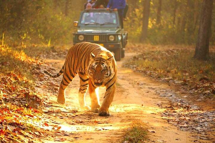 4-Day Private Ranthambhore Tiger Tour Including Delhi, Agra and Jaipur