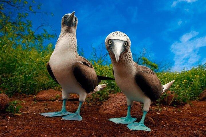 7-Day Galapagos Island Classic Tour: Los Tuneles and Local Flight