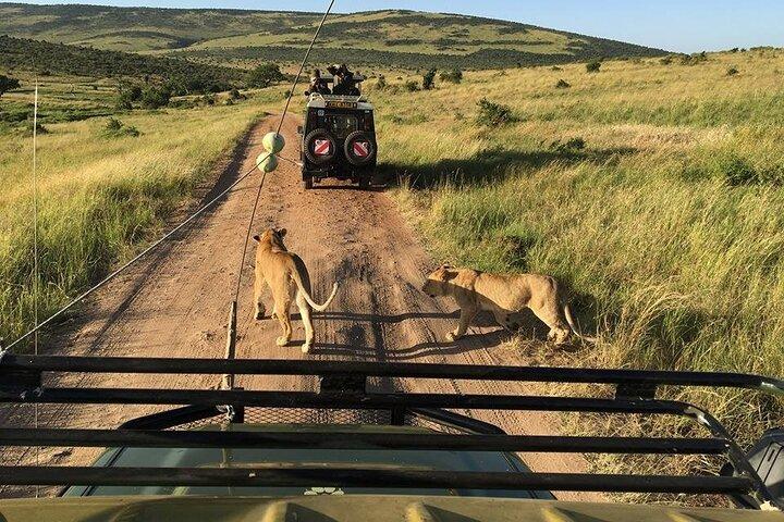 3 Days Private Tour at Masai Mara National Reserve