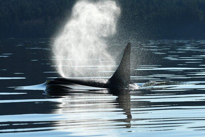 Whale Watching & Wildlife Tour: Seattle Peir 69