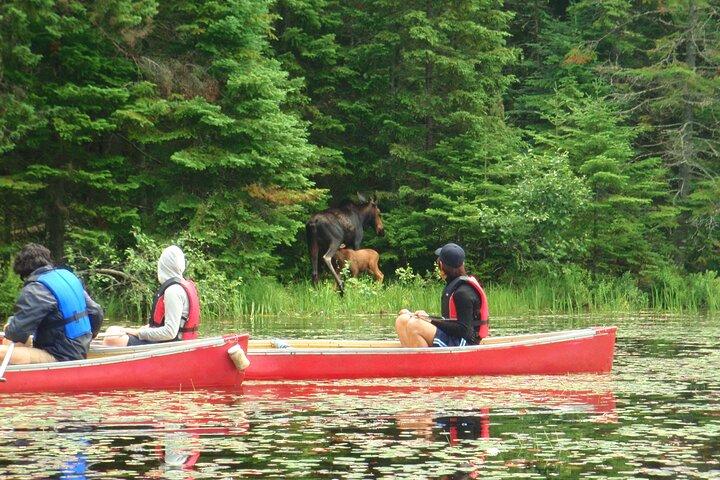 Algonquin Park Luxury 3-Day Camping & Canoeing: Moose/Beaver/Turtle Adventure