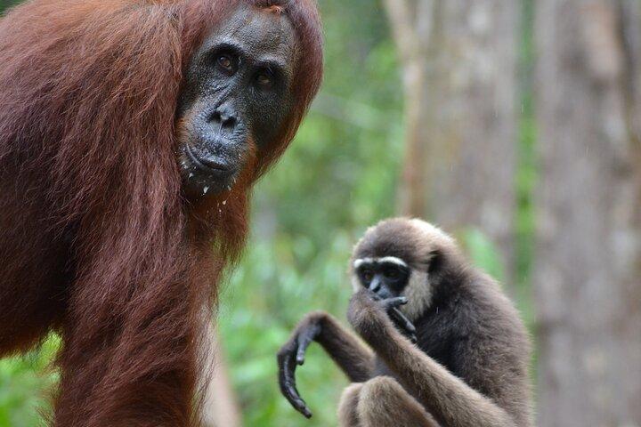 Orangutan Houseboat Kelotok Tanjung Puting 3 Days Share Cost 