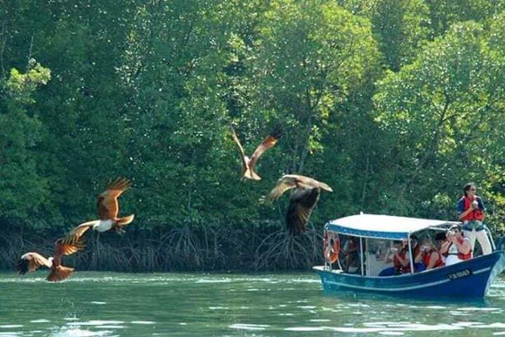 Sharing Half Day Kilim Geoforest Park Mangrove Boat Tour
