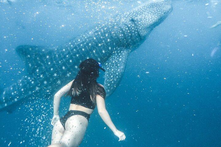Whale Shark Maldives - Private Boat Charter for Snorkeling