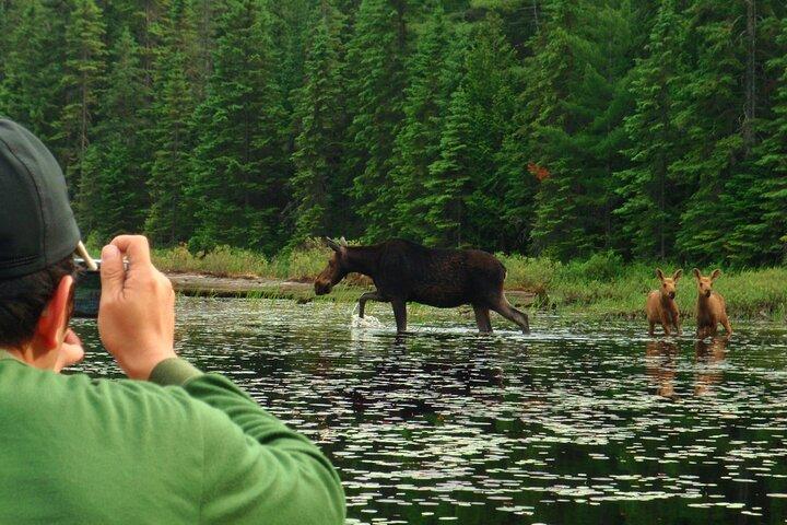 Algonquin Park 4-Day Luxury Moose/Beaver/Turtle Camping & Canoeing Adventure 