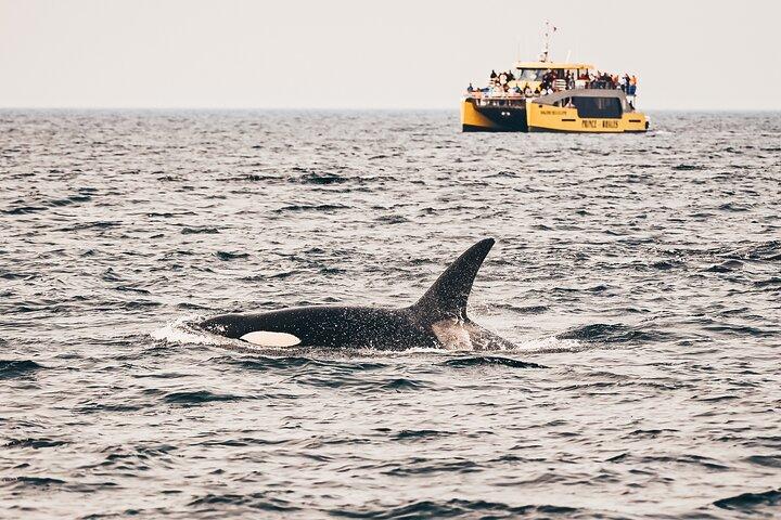 Half-Day Whale Watching Adventure from Victoria