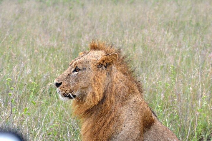 Safari In Nairobi Kenya National Park Half day Tour