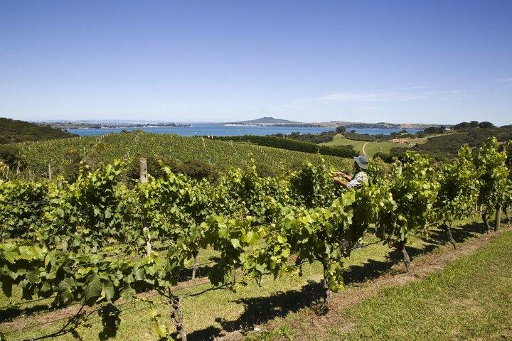 Full Day Private Waiheke Island Wine Tour Including Lunch