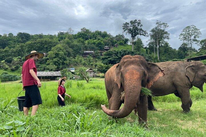 Half-Day Elephant Rescue Center Experience in Chiang Mai