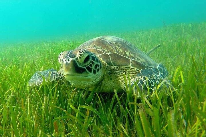 Half day Private tour South Martinique (Coral beds & Turtles)