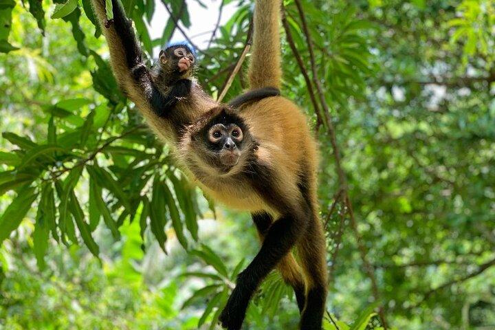 Monkey Sanctuary Reserve + Kayaking at Bahía de Jiquilisco + Lunch Included