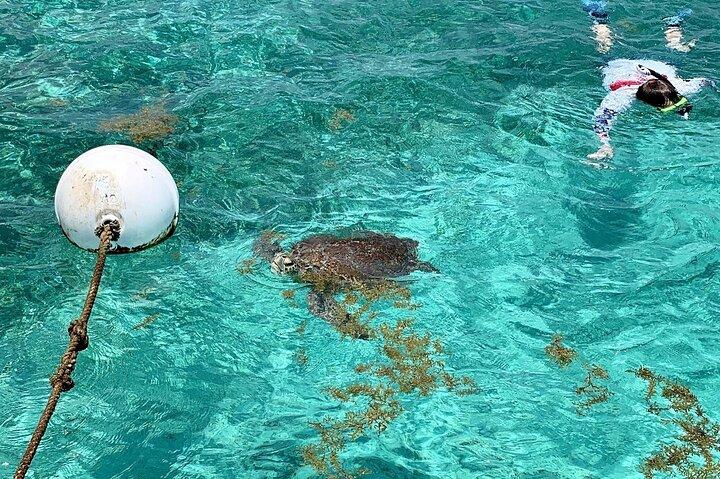 Turtle Garden Snorkeling Tour and Island Break 