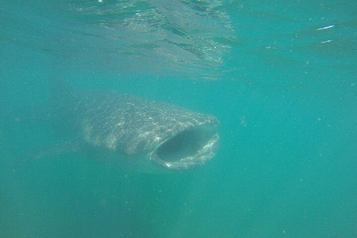 Snorkel Tour with Whale Shark in La Paz