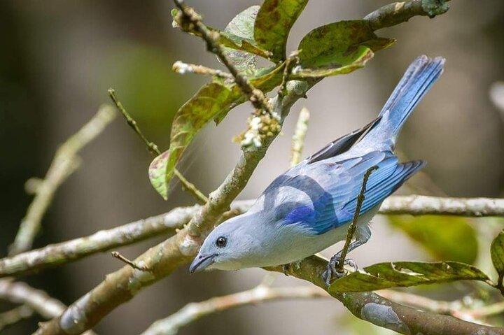 Bird-Watching and Nature Reserve Experience in Ibague