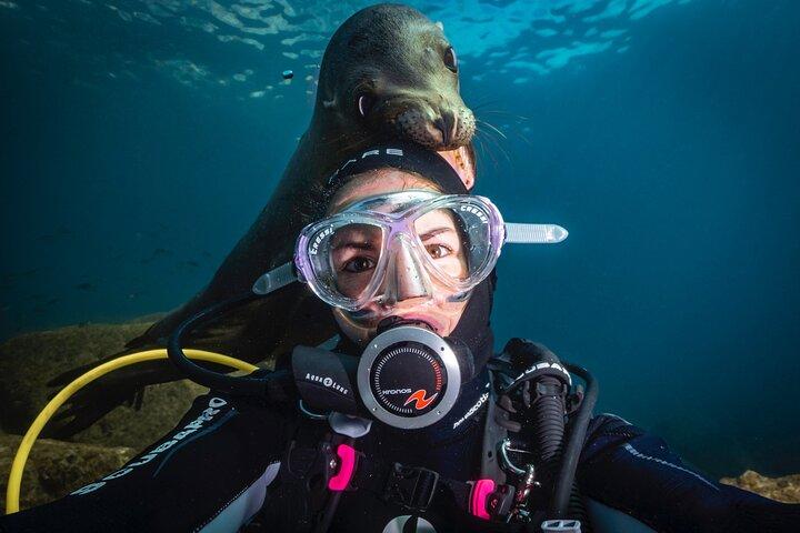 Dive in La Paz with Sea Lions, Turtles, Fish Schools and Wrecks