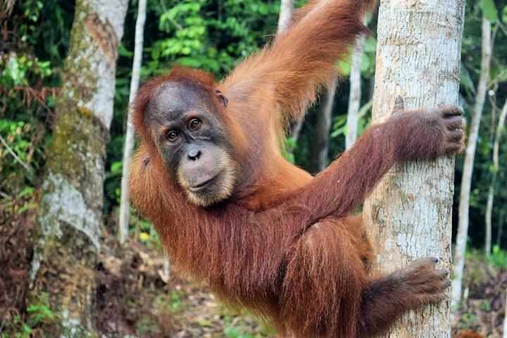 3 days Medan Orangutan Bukit Lawang