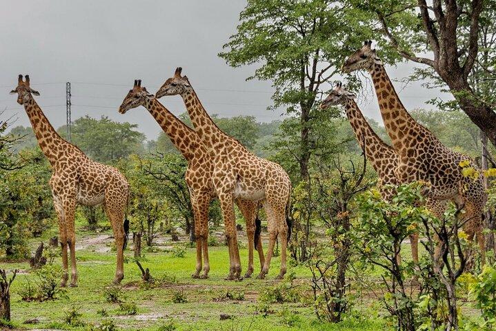 Full Day Durban & Phezulu Safari Park Private Tour from Durban