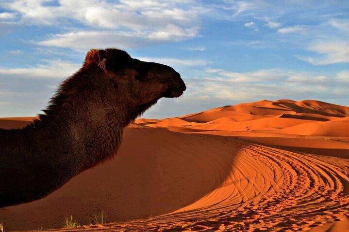 Camel trek with 1 Night in Luxury camp with Dinner+ Sundbording