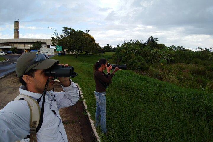 Iguazu Expeditions Morning Birdwatching