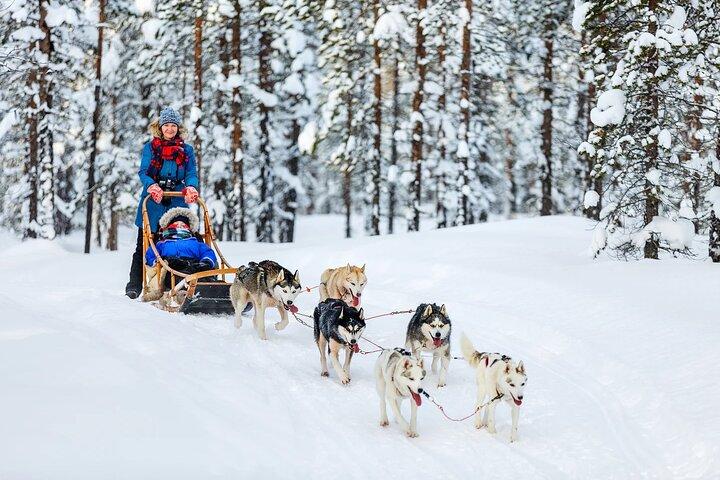 Arctic Animal Day Trip with Husky Farm, Reindeer Farm and Wildlife Park Visit