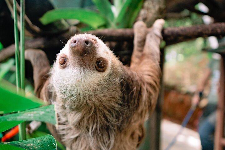 KSTR Re-Wilding Center Manuel Antonio (Sloth/Primate Park) 