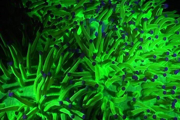 Fluorescent diving with ultraviolet dive lights