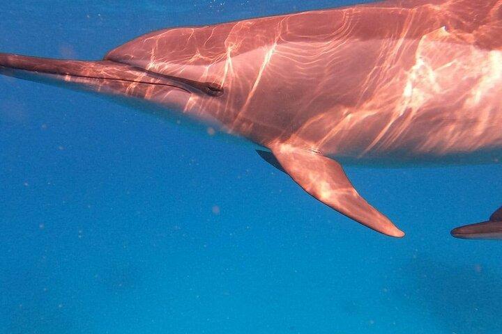 Dolphin House Satayeh Reef Snorkeling Sea Trip With Lunch &Transfer-Marsa Alam